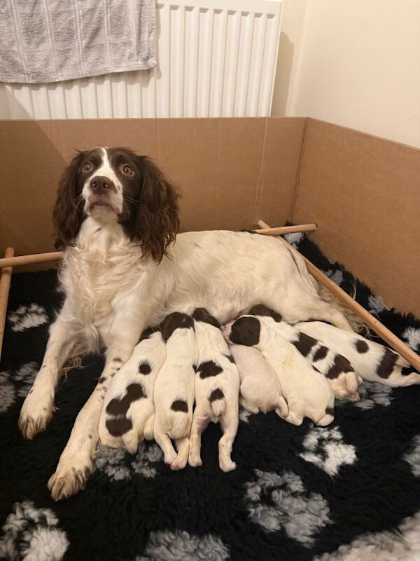 Springer Spaniel puppies for sale in Elgin, Moray – KC registered, 5 weeks old - Image 2 of 2
