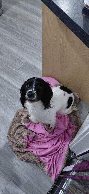Springer Spaniel Puppies For Sale