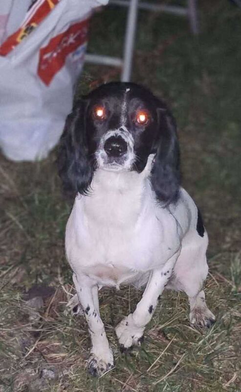 Kc registered Stringer spaniel - Image 2 of 6