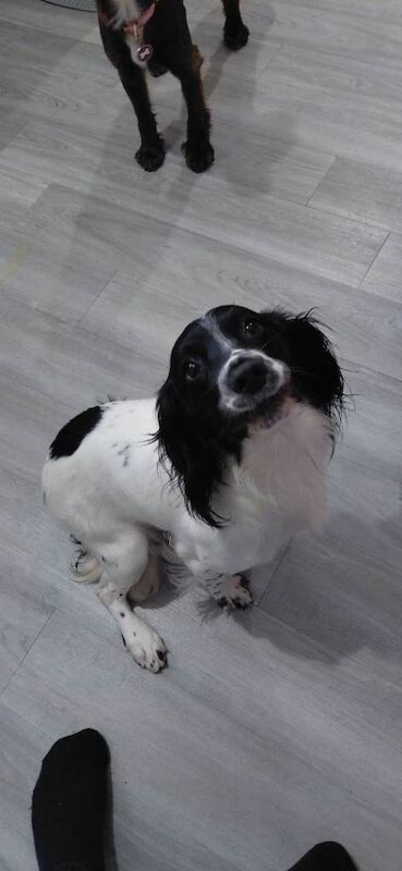 Kc registered Stringer spaniel - Image 3 of 6