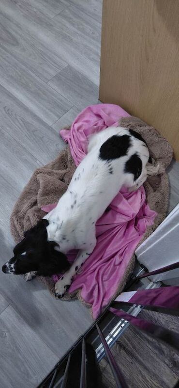 Kc registered Stringer spaniel - Image 4 of 6