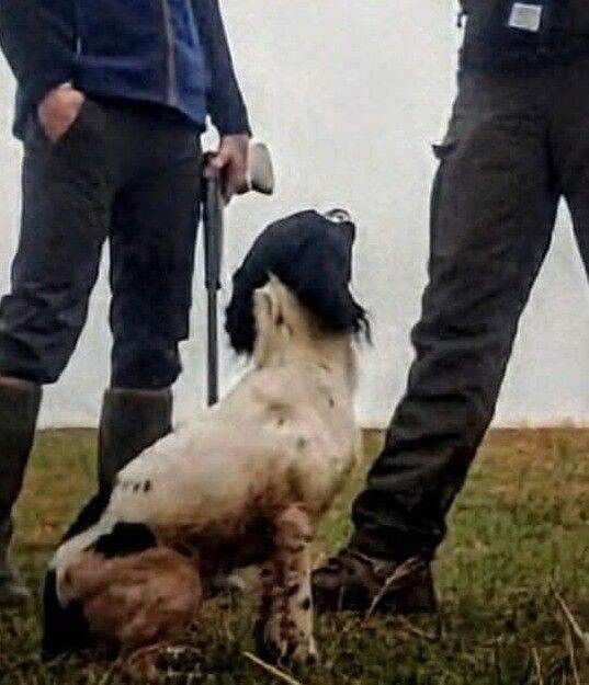 Kc registered Stringer spaniel - Image 5 of 6