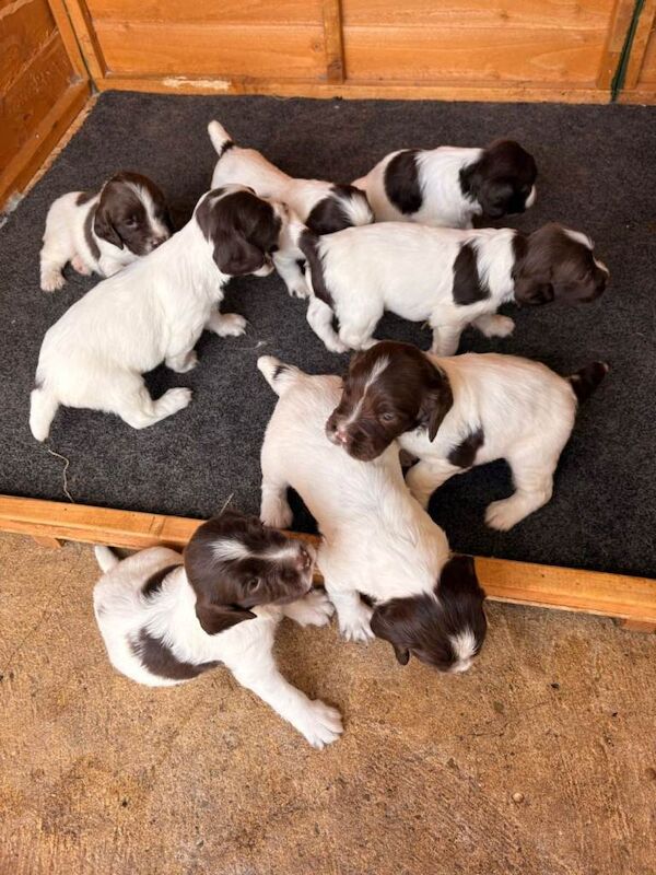 Springer Spaniel Puppies For Sale