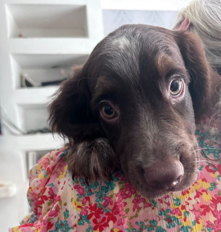 Springer Spaniel Puppies For Sale Under £1,000