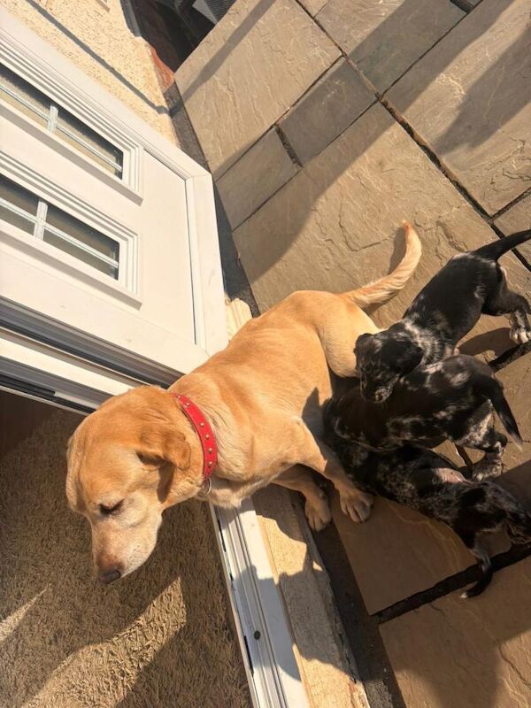 Springer Spaniel Puppies For Sale