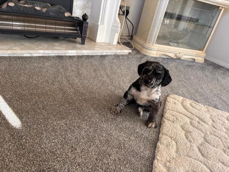 Labrador cross Cocker spaniel puppies for sale - Image 3 of 3