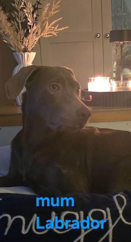 Labrador cross puppies for sale - Image 2 of 5