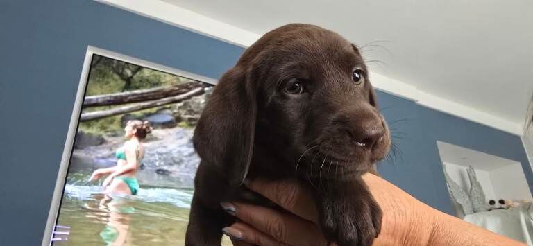 Labrador cross puppies for sale - Image 3 of 5