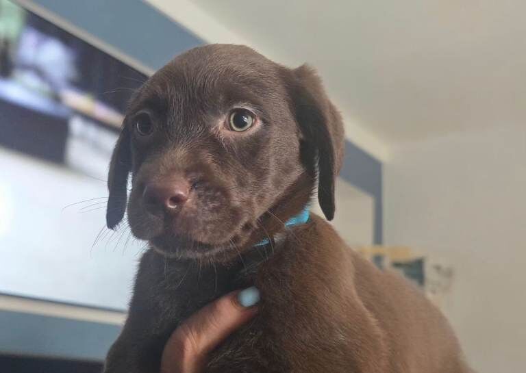Labrador cross puppies for sale - Image 4 of 5