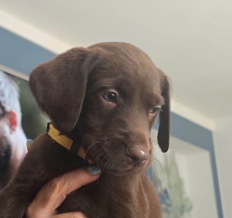 Labrador cross puppies for sale - Image 5 of 5