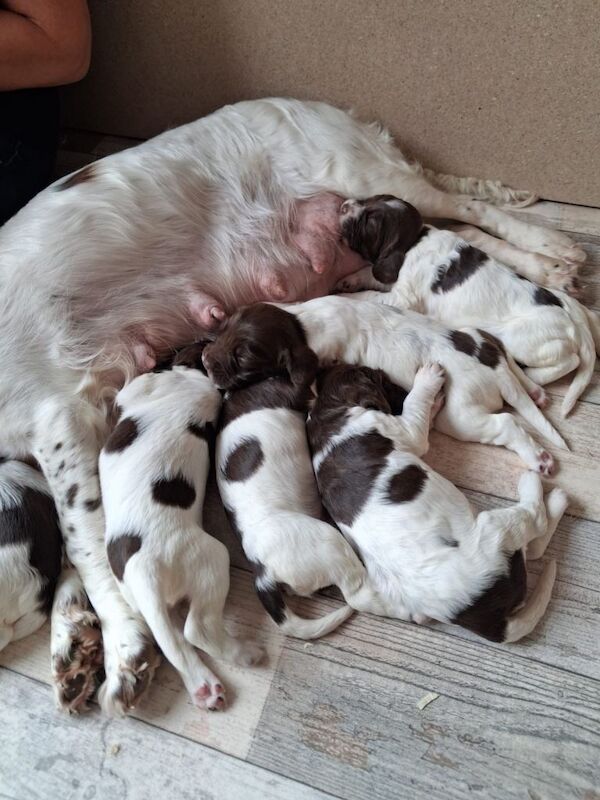 Kennel Club Registered Springer Spaniel Puppies For Sale