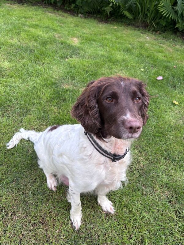 Liver and White English Springer Spaniel Puppies - Image 2 of 4