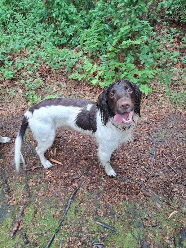 Liver and White English Springer Spaniel Puppies - Image 3 of 4