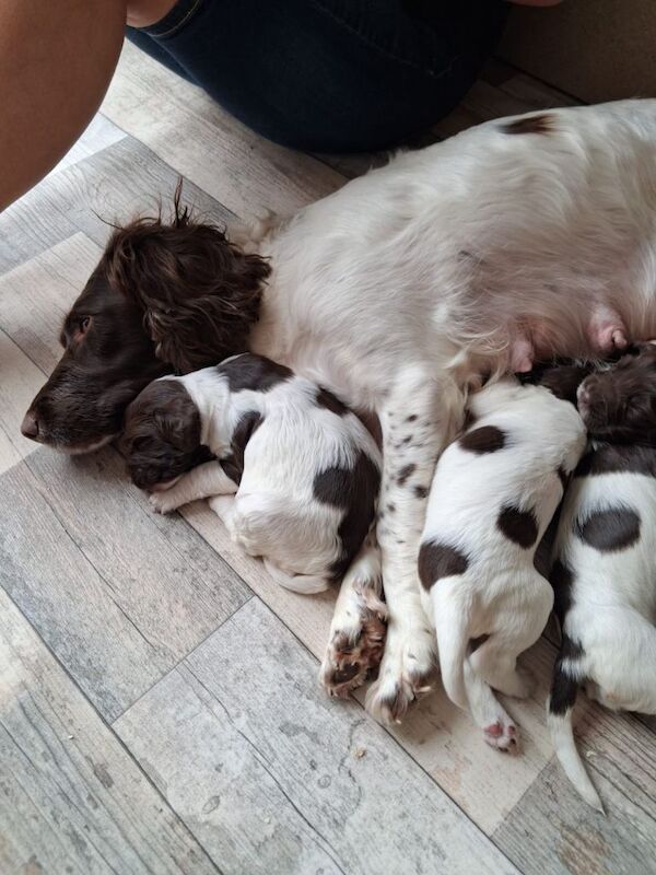 Liver and White English Springer Spaniel Puppies - Image 4 of 4