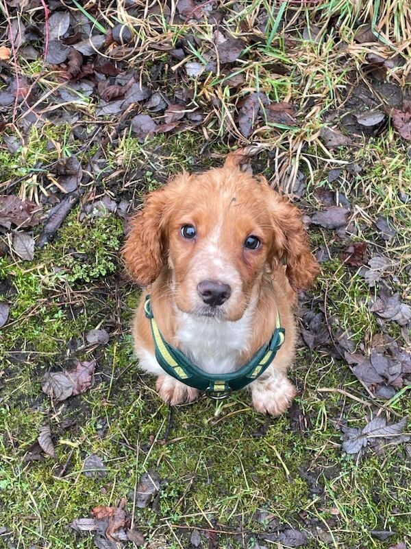 Springer Spaniel Puppies For Sale Under £1,000