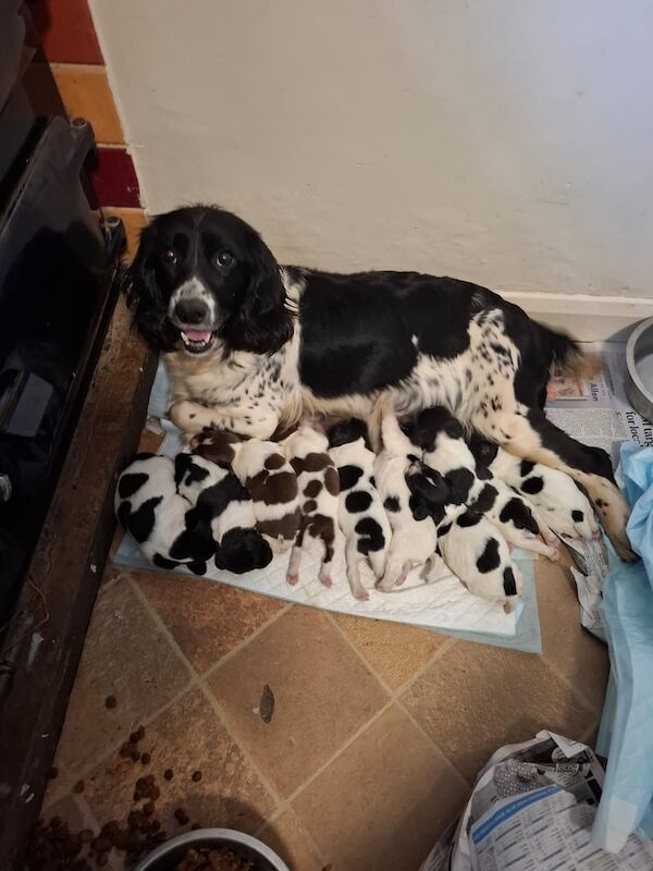 Springer Spaniel puppies for sale in Tiverton, Devon – 11 weeks old