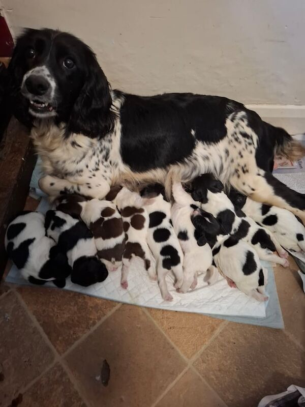 Springer Spaniel puppies for sale in Tiverton, Devon – 11 weeks old - Image 2 of 3