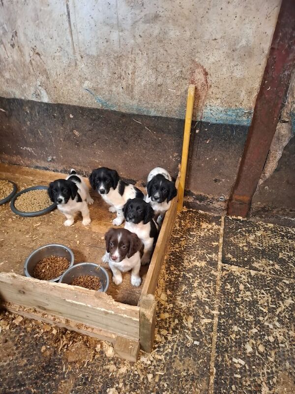 Springer Spaniel puppies for sale in Tiverton, Devon – 11 weeks old - Image 3 of 3