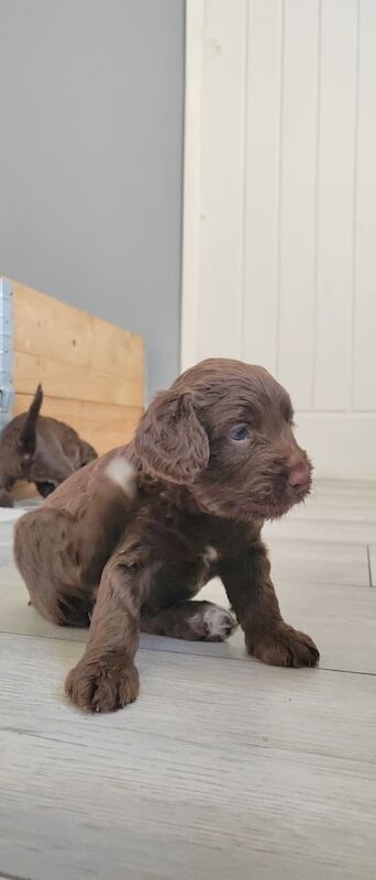 Springer Spaniel puppies for sale in Gateshead, Tyne and Wear – 8 weeks old