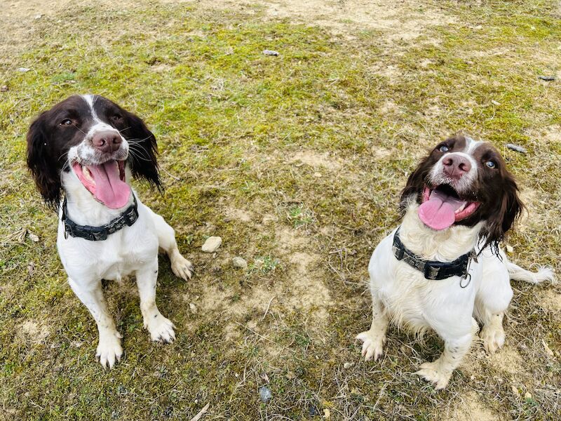 Make and female spaniels for sale in Grantham, Lincolnshire | Image 2