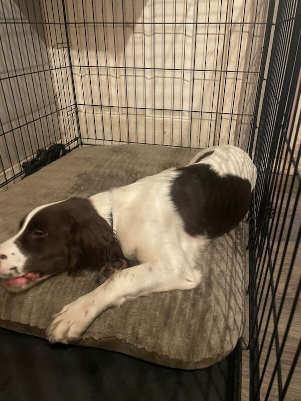 Springer Spaniel puppies for sale in Shotton Colliery, Durham – 4 months old - Image 2 of 2