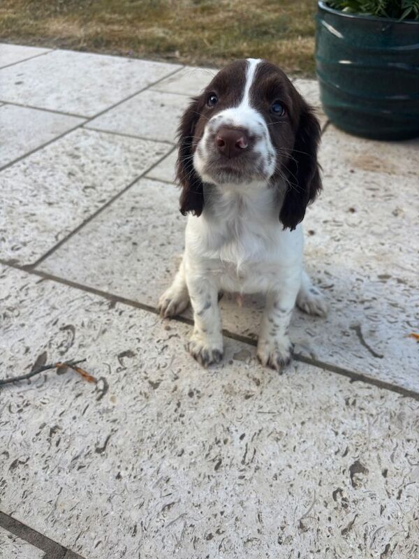 Springer Spaniel Puppies For Sale