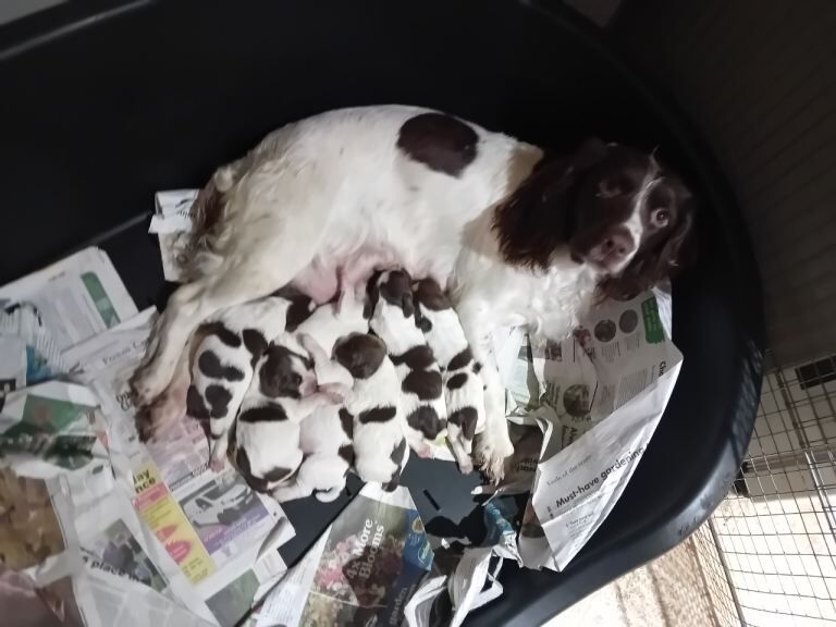 Springer Spaniel puppies for sale in Southampton, Hampshire – KC registered, 7 weeks old