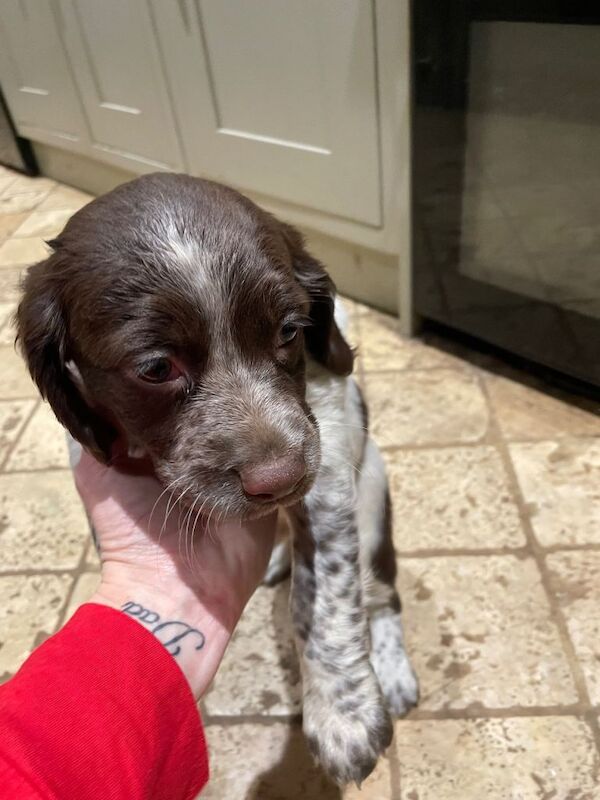 Springer Spaniel puppies for sale in Southampton, Hampshire – KC registered, 7 weeks old - Image 2 of 4