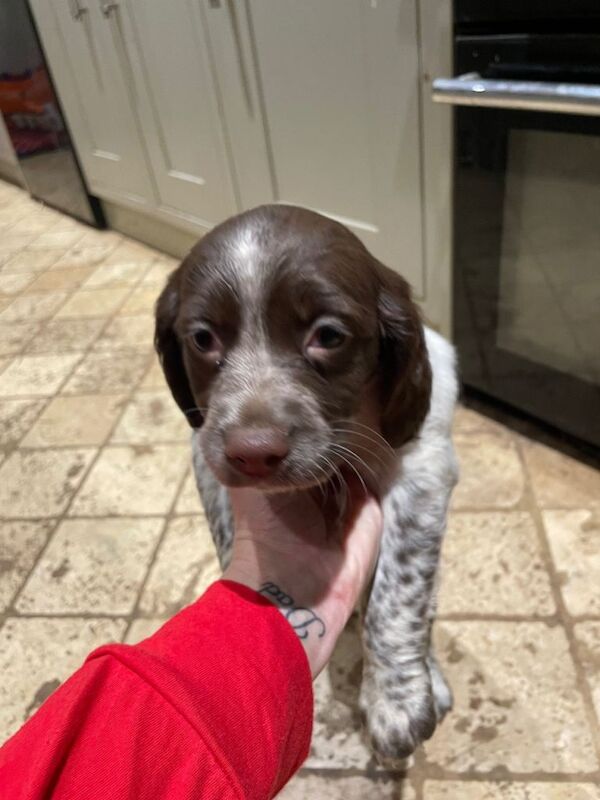 Springer Spaniel puppies for sale in Southampton, Hampshire – KC registered, 7 weeks old - Image 3 of 4