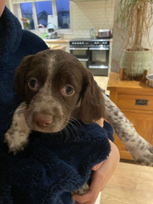 Springer Spaniel puppies for sale in Southampton, Hampshire – KC registered, 7 weeks old - Image 4 of 4