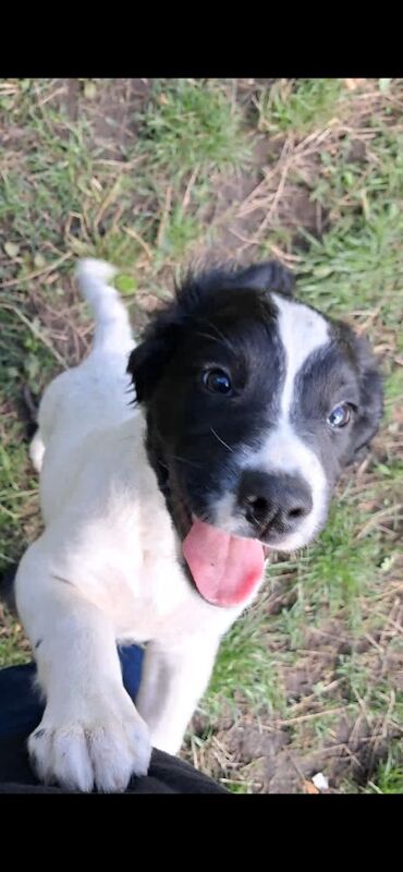 Only 1 male Sprocker puppies left - Image 2 of 3