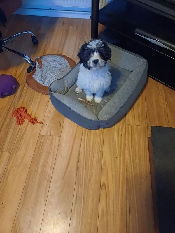 Springer Spaniel puppies for sale in Keady, County Armagh – 3 months old