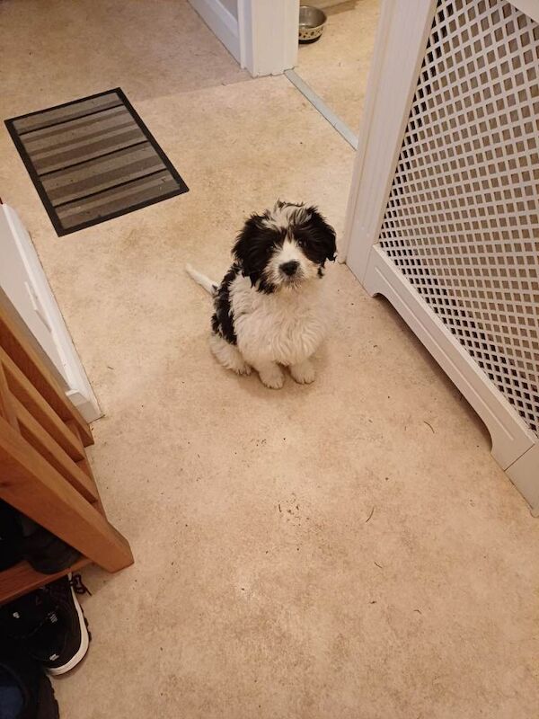 Springer Spaniel puppies for sale in Keady, County Armagh – 3 months old - Image 2 of 3