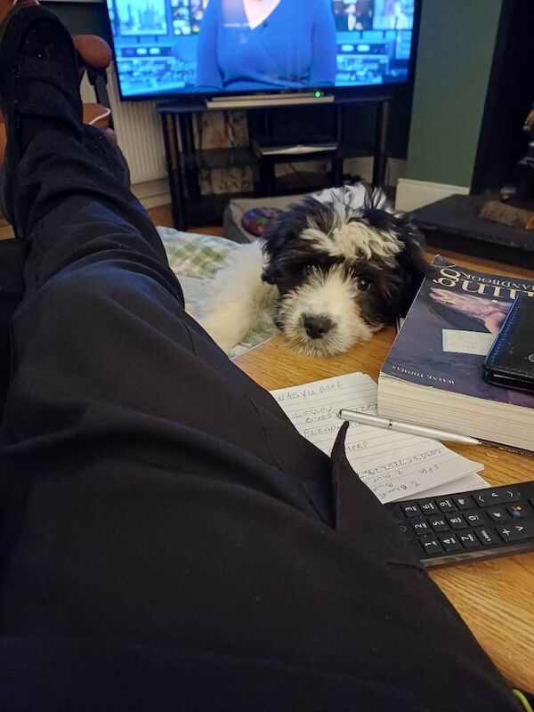 Springer Spaniel puppies for sale in Keady, County Armagh – 3 months old - Image 3 of 3