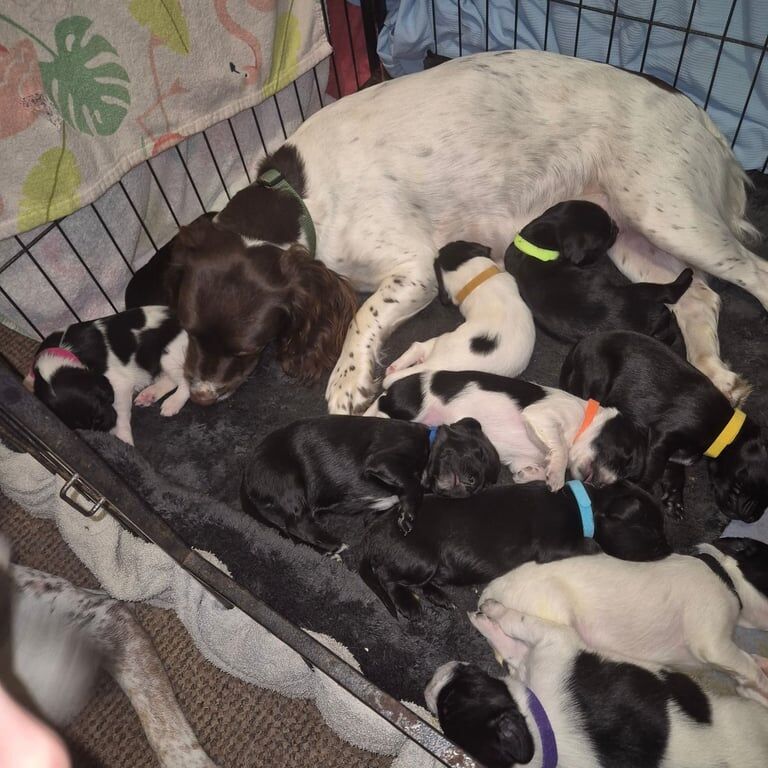 Springer Spaniel puppies for sale in Seaford, East Sussex – 4 weeks old