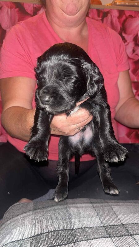 Springer Spaniel puppies for sale in Seaford, East Sussex – 4 weeks old - Image 2 of 3