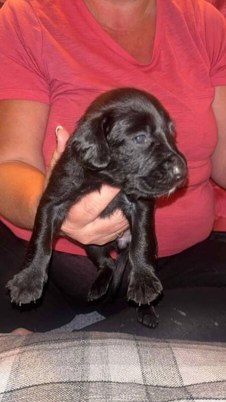Springer Spaniel puppies for sale in Seaford, East Sussex – 4 weeks old - Image 3 of 3