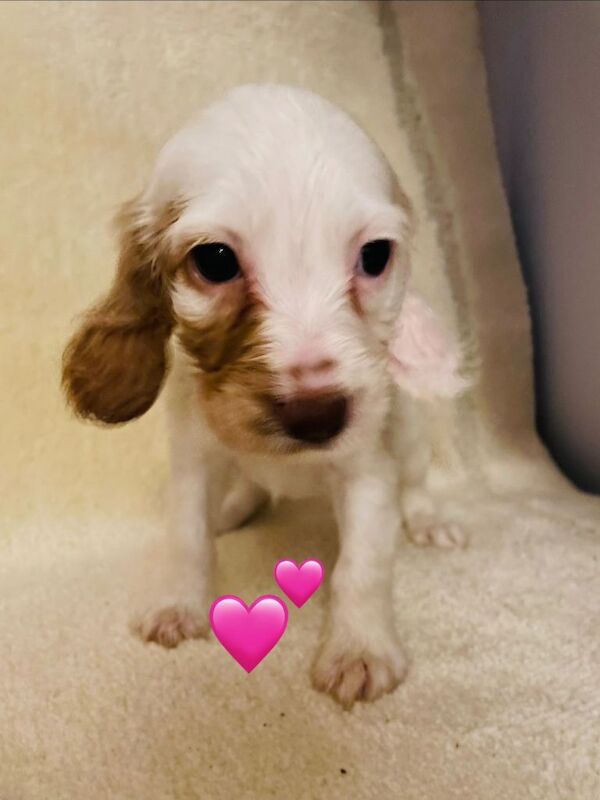 Springer Spaniel Puppies For Sale