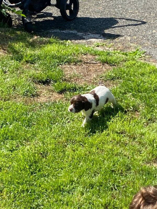 Springer Spaniel Puppies For Sale Under £1,000