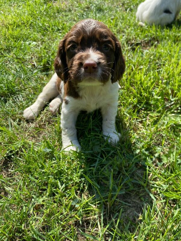 Puppies for sale - Image 3 of 3
