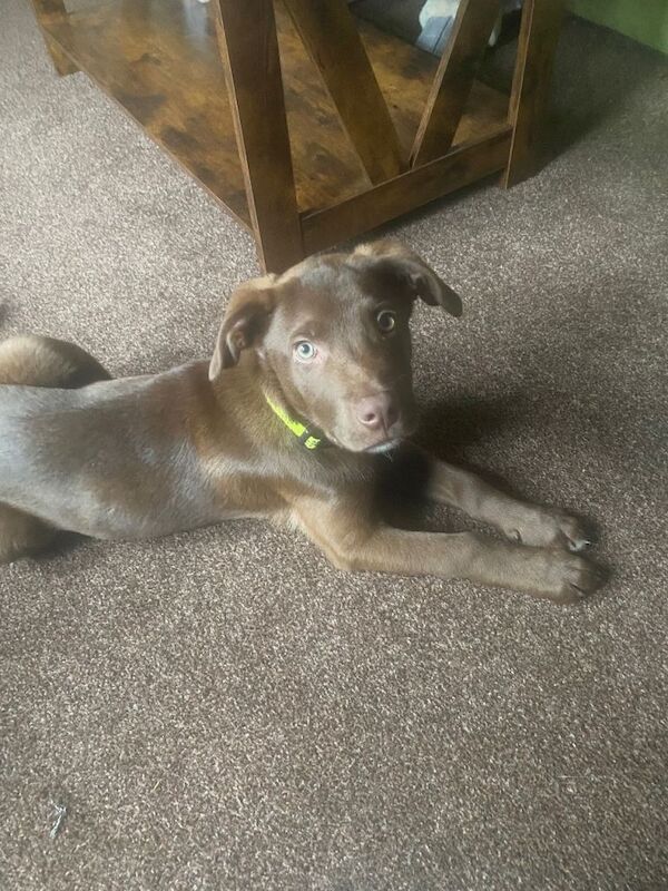 Springer Spaniel puppies for sale in Kirriemuir, Angus – 3 months old