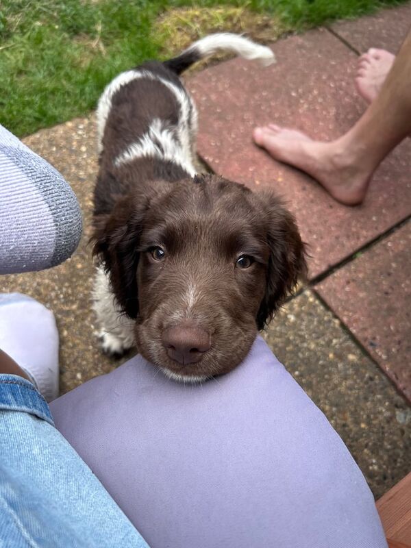 Springer Spaniel puppies for sale in Norwich, Norfolk – 11 weeks old