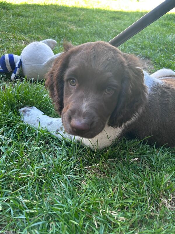 Springer Spaniel puppies for sale in Norwich, Norfolk – 11 weeks old - Image 2 of 3