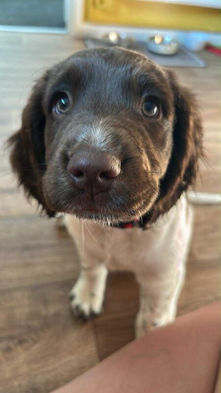 Springer Spaniel puppies for sale in Norwich, Norfolk – 11 weeks old - Image 3 of 3