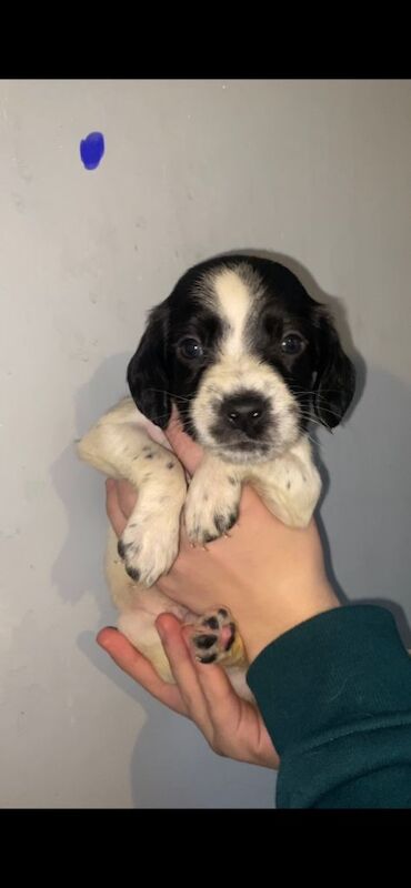 Springer Spaniel puppies for sale in Dumbarton, Dunbartonshire – 5 weeks old