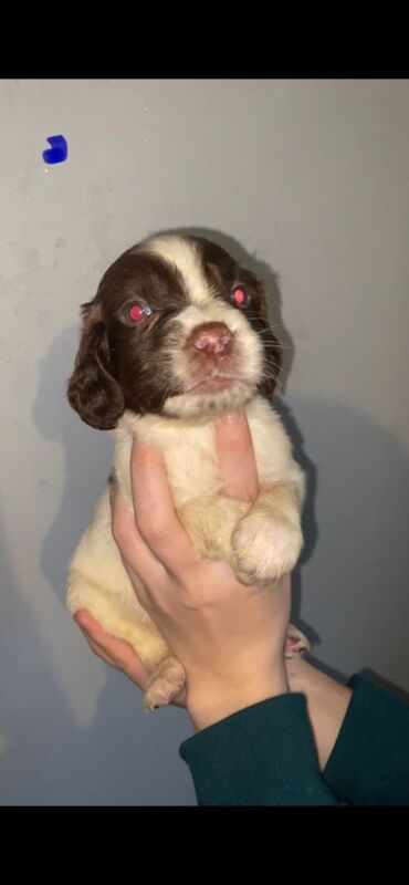 Springer Spaniel puppies for sale in Dumbarton, Dunbartonshire – 12 weeks old - Image 2 of 6