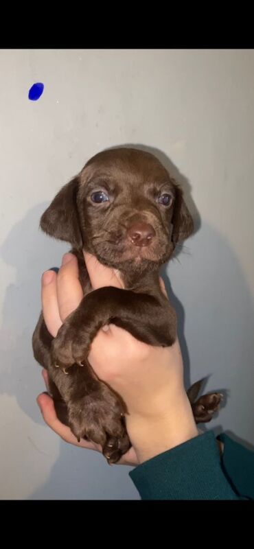 Springer Spaniel puppies for sale in Dumbarton, Dunbartonshire – 12 weeks old - Image 3 of 6