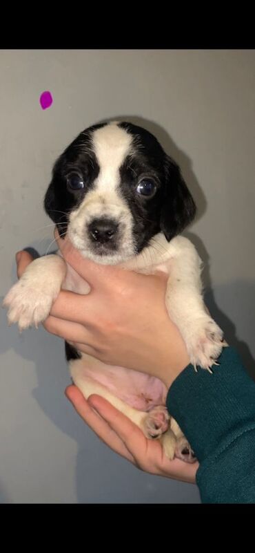 Springer Spaniel puppies for sale in Dumbarton, Dunbartonshire – 12 weeks old - Image 4 of 6