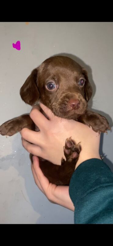 Springer Spaniel puppies for sale in Dumbarton, Dunbartonshire – 12 weeks old - Image 5 of 6