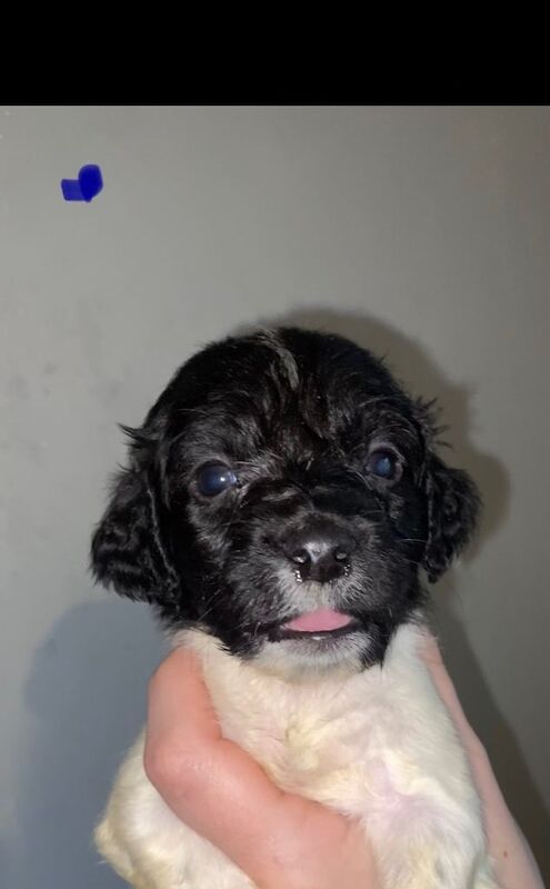 Springer Spaniel puppies for sale in Dumbarton, Dunbartonshire – 12 weeks old - Image 6 of 6